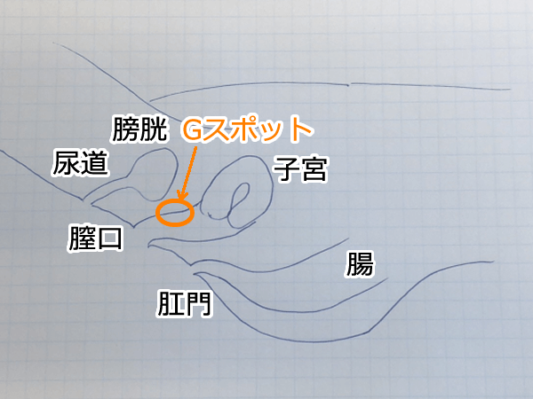 Gスポットの場所